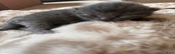 Scottish Fold cats for sale: Adorable Scottish Fold kittens, chocolate & Blue❤️ - Advert 6