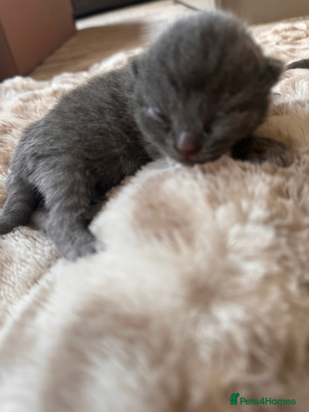 Scottish Fold cats for sale: Adorable Scottish Fold kittens, chocolate & Blue❤️ - Advert 6