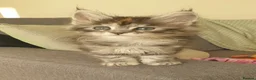 Maine Coon cats for sale: Tica registered Maine Coons  - Advert 36