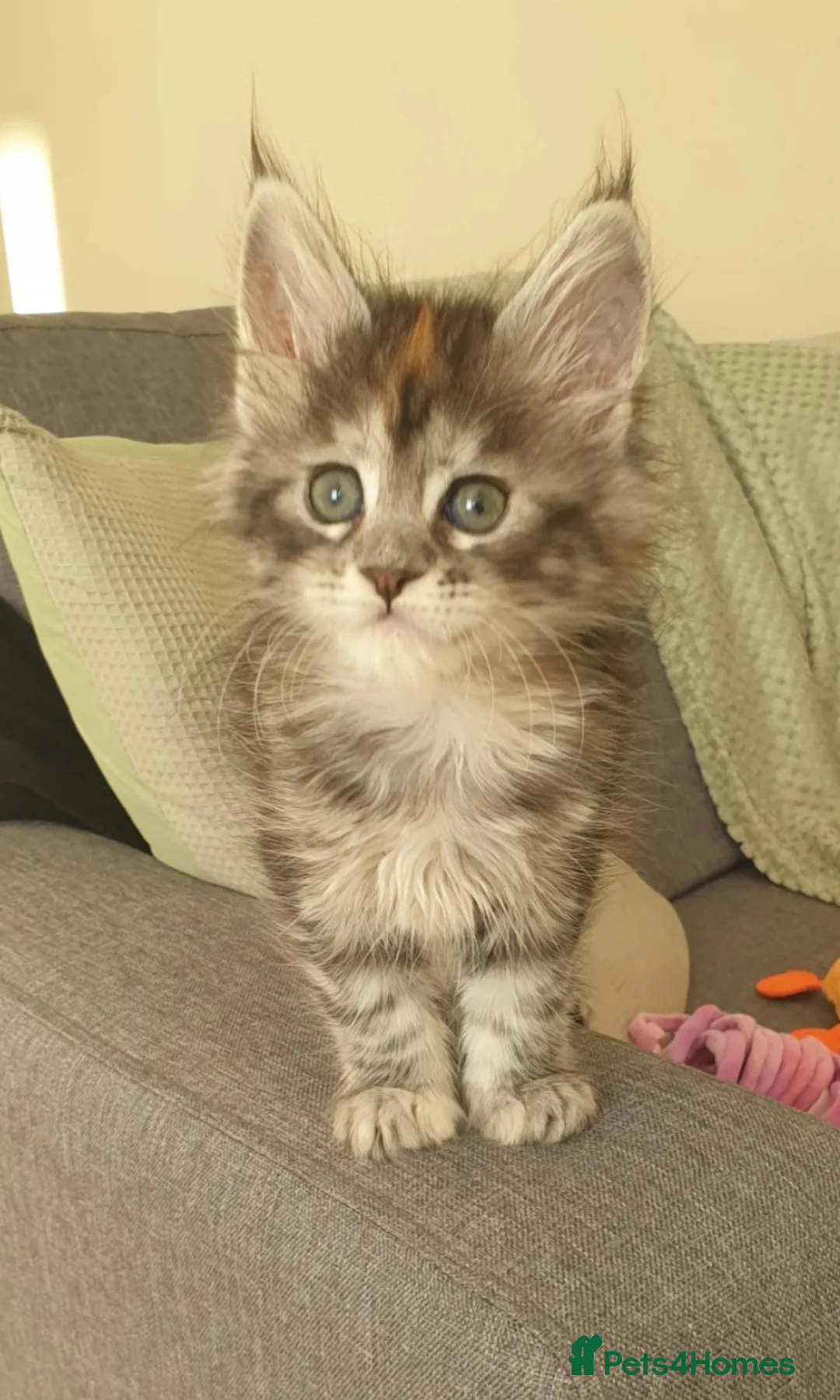 Maine Coon cats for sale: Tica registered Maine Coons  - Advert 36