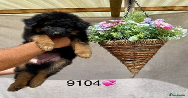 German Shepherd dogs - Advert 6