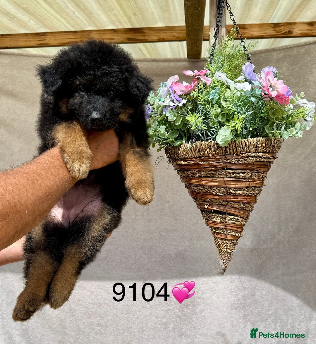 German Shepherd dogs for sale: TAKE FIVE - Image 3