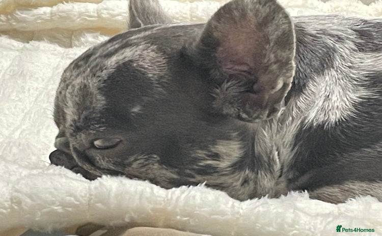 French Bulldog dogs - Advert 15