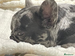 French Bulldog dogs - Advert 7