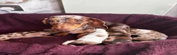 Miniature Dachshund dogs for sale: Tiny Miniature Dachshunds for sale!!!  - Advert 19