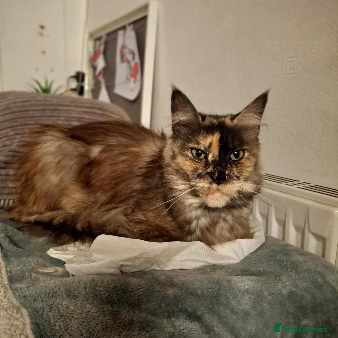 Maine Coon cats for sale: Beautiful Black Smoke Maine Coon Kitten  - Advert 9