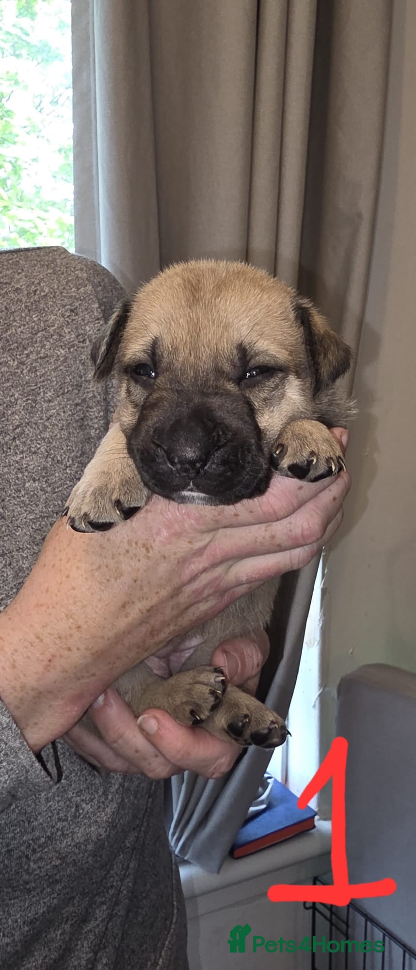 Mixed Breed dogs Mixed Breed Puppies - Advert 1