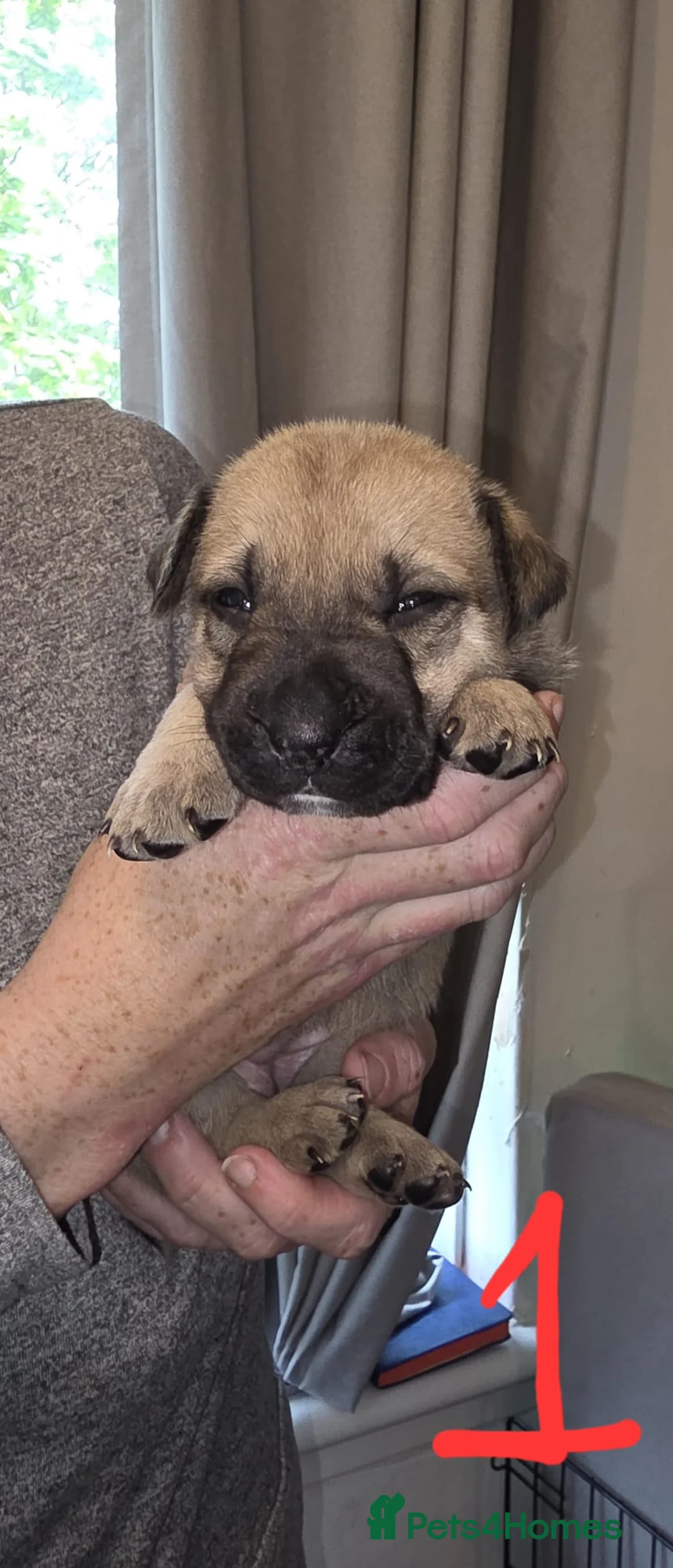 Mixed Breed dogs for sale: Mixed Breed Puppies - Advert 1