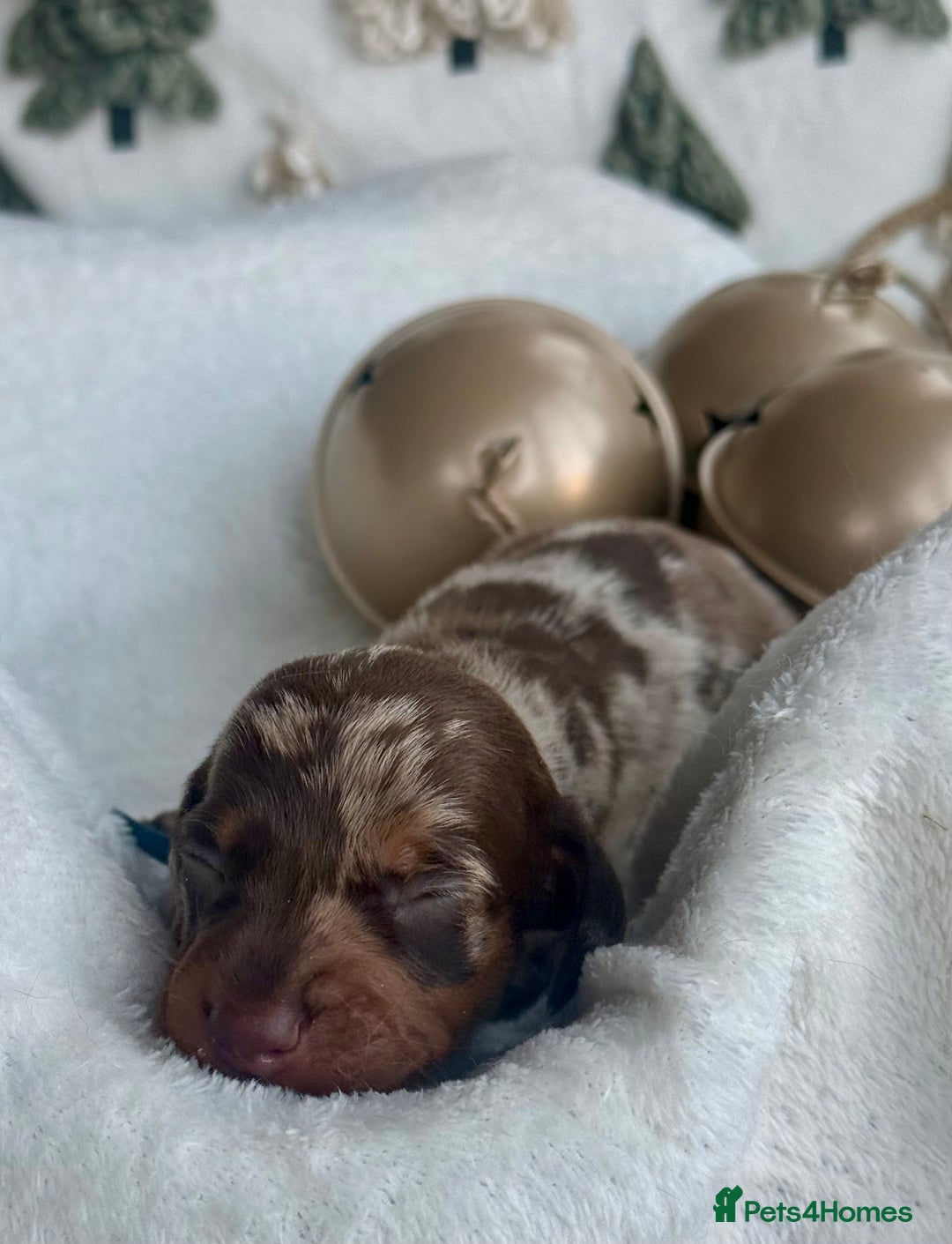 Miniature Dachshund dogs for sale: Kc reg choc tweed dapple & choc n tan  - Advert 3