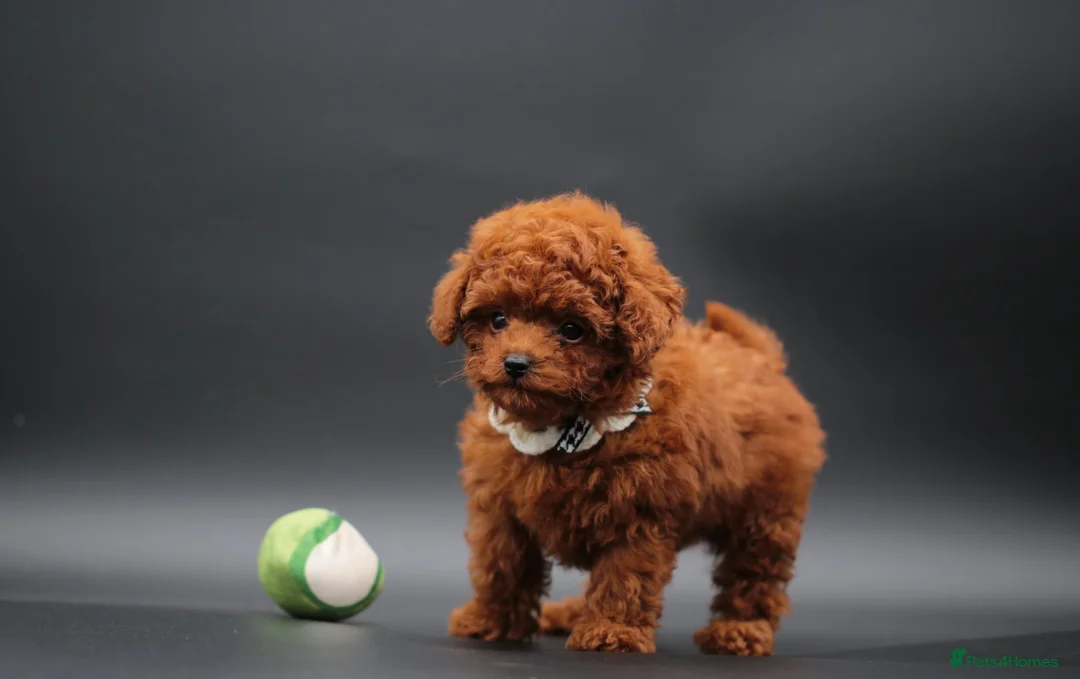 Toy Poodle dogs for sale: Adorable Asian toy poodle boy for sale  - Advert 6