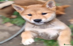 Japanese Shiba Inu dogs for sale: Shiba Inu Girls Puppies - Image 1
