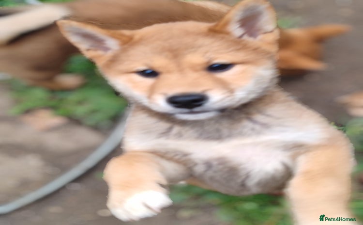 Japanese Shiba Inu dogs - Advert 1