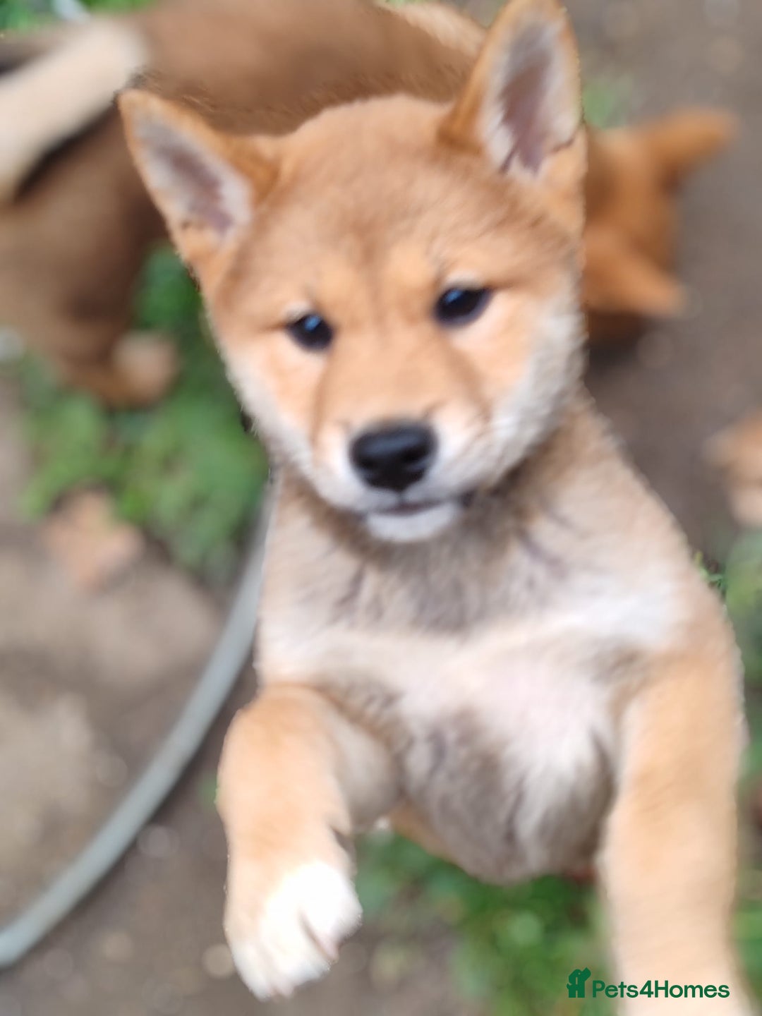 Japanese Shiba Inu dogs for sale: Shiba Inu Girls Puppies - Image 1