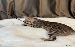 Bengal cats for sale: Adorable Bengal kittens - Image 5