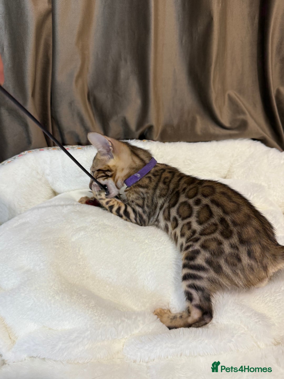 Bengal cats for sale: Adorable Bengal kittens - Image 5