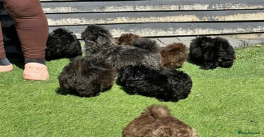Shih Tzu dogs - Advert 3