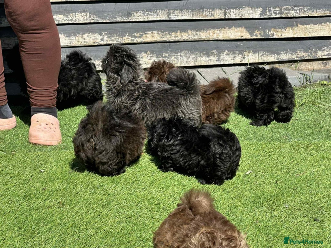 Shih Tzu dogs for sale: Pedigree shitzu puppies  - Image 2