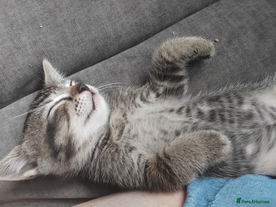 Mixed Breed cats for sale: 3 beautiful burmese X kittens  in Ilkley - Advert 2