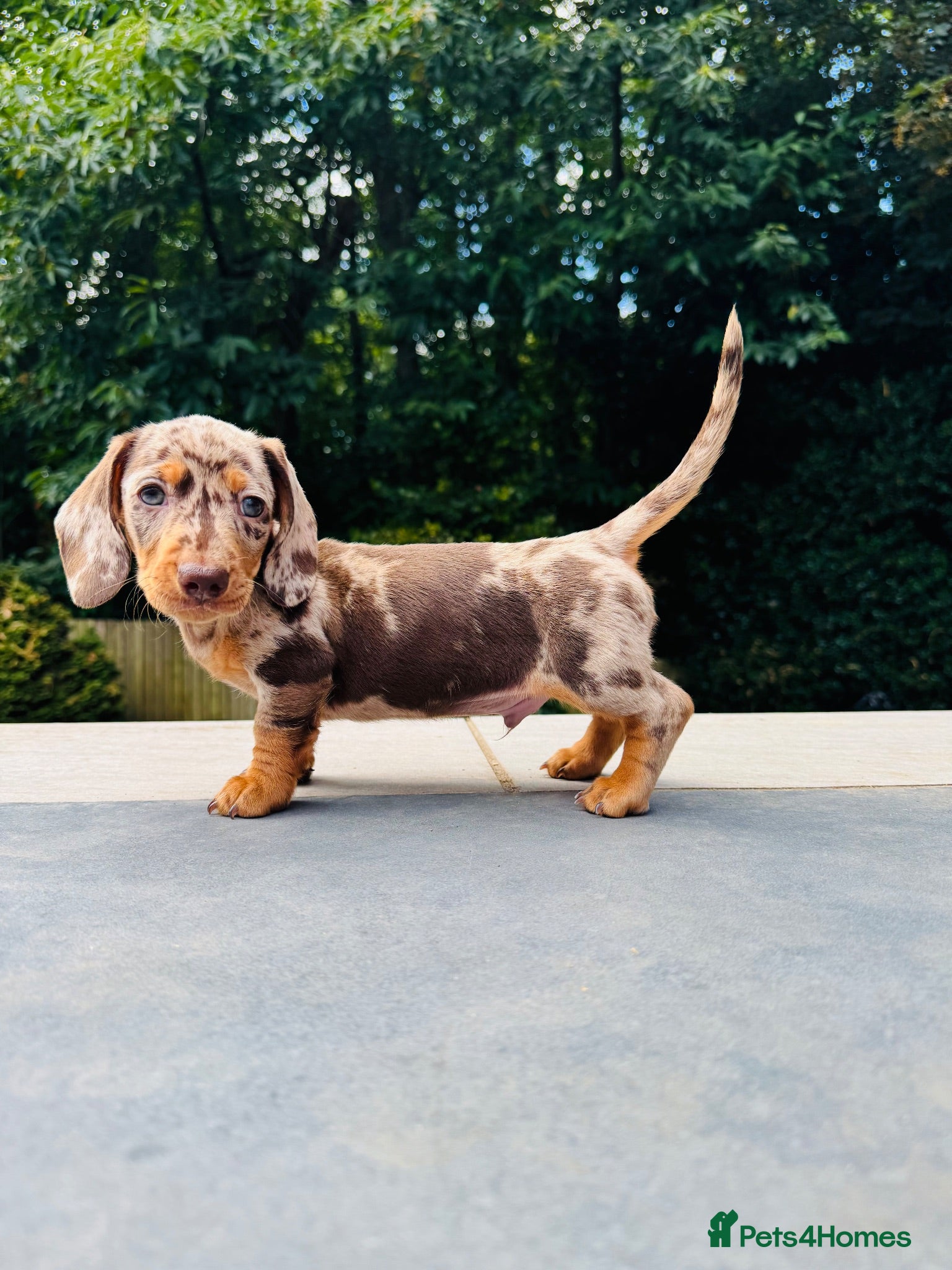 Miniature Dachshund dogs KC registered. Miniature Dachshunds. PRA clear. - Advert 4