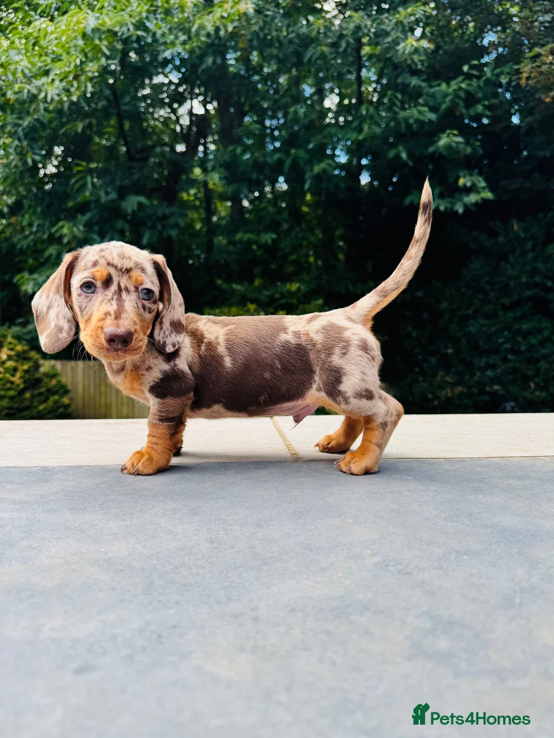 Miniature Dachshund dogs for sale: KC registered. Miniature Dachshunds. PRA clear. - Advert 1