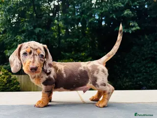 Miniature Dachshund dogs KC registered. Miniature Dachshunds. PRA clear. - Advert 4