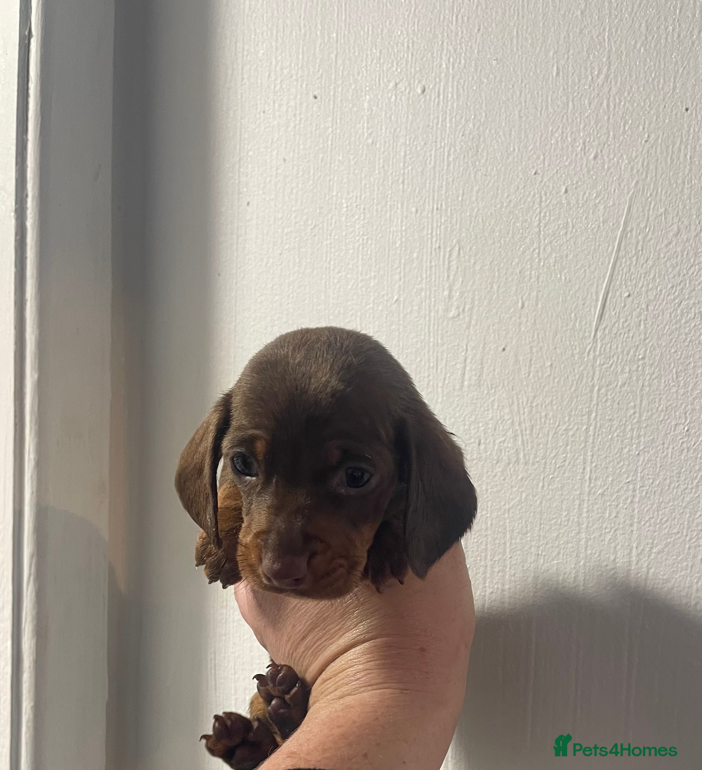 Miniature Dachshund dogs Miniature dachshund puppies last one   - Advert 2