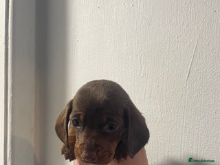 Miniature Dachshund dogs Miniature dachshund puppies last one - Advert 1