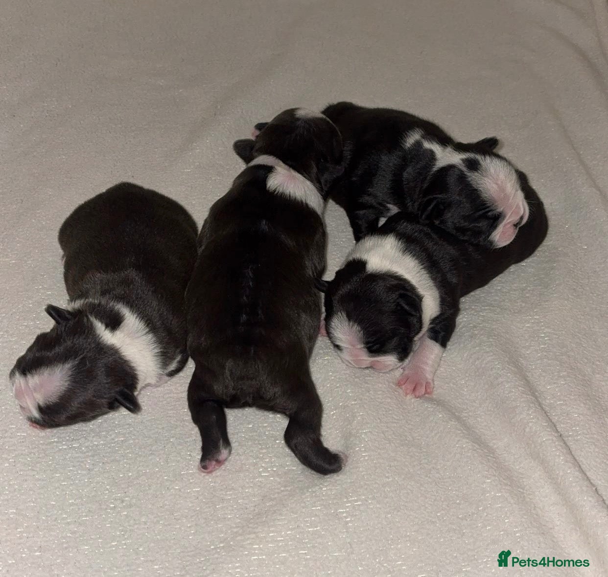 Boston Terrier dogs for sale: 4 beautifully marked Boston terrier puppies - Advert 3