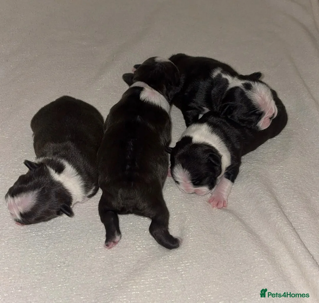 Boston Terrier dogs for sale: 4 beautifully marked Boston terrier puppies in Houghton le Spring - Advert 1