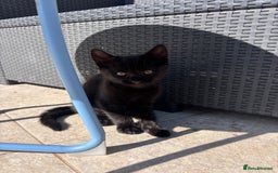Domestic Shorthair cats for sale: Kitten  - Image 2