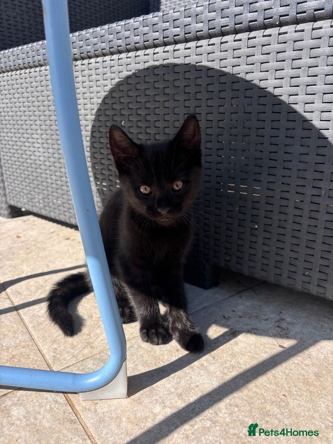Domestic Shorthair cats for sale: Kitten  - Image 2