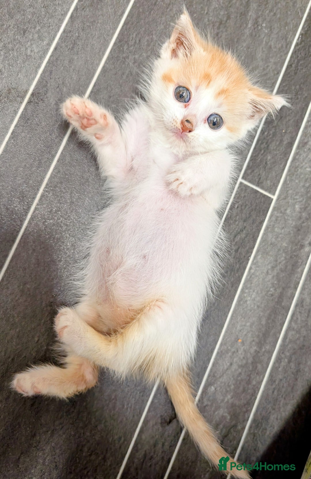 Maine Coon cats for sale: Maine coon  - Image 10