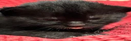 Mixed Breed cats for sale: Two beautiful black kittens  in Glasgow - Advert 10