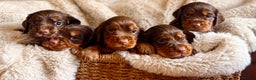 Cocker Spaniel dogs for sale: 8 health checked true quality working cocker pups - Advert 7