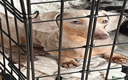 Miniature Dachshund dogs for sale: Miniture cream Isabella dapple - Image 3