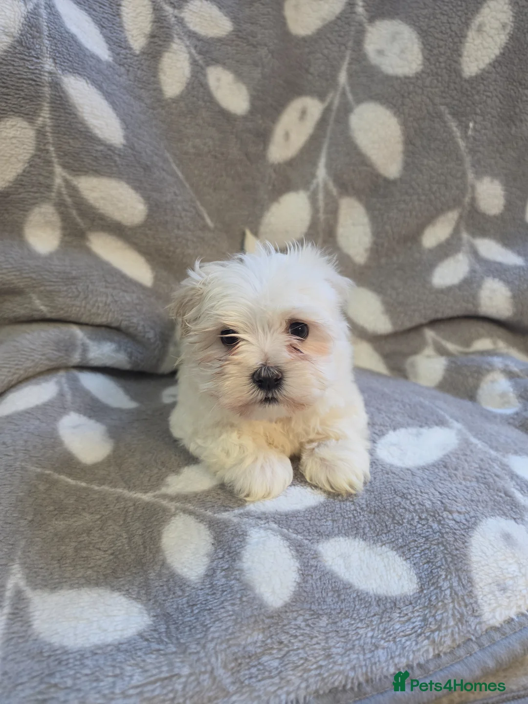 Havanese dogs for sale: 2 beautiful Havanese puppies  - Advert 2