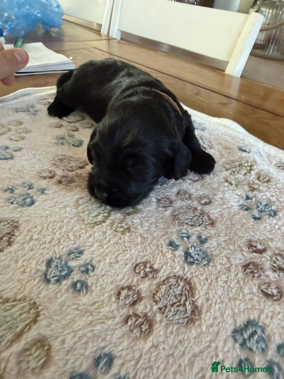 Cockapoo dogs for sale: Adorable Cockapoo Puppies: 1 Boy, 2 Girls. in Ashford - Advert 2