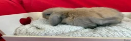 Mini Lop rabbits for sale: Gorgeous mini lops for sale  - Advert 9