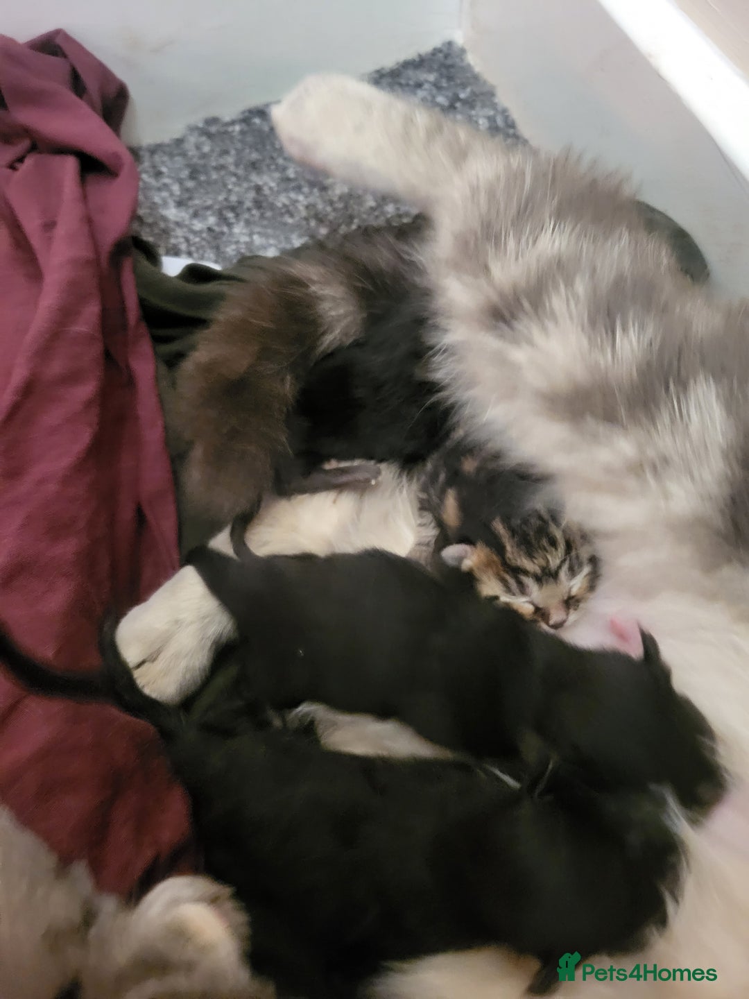 Mixed Breed cats for sale: Stunning Litter of Beautiful Kittens  - Image 5