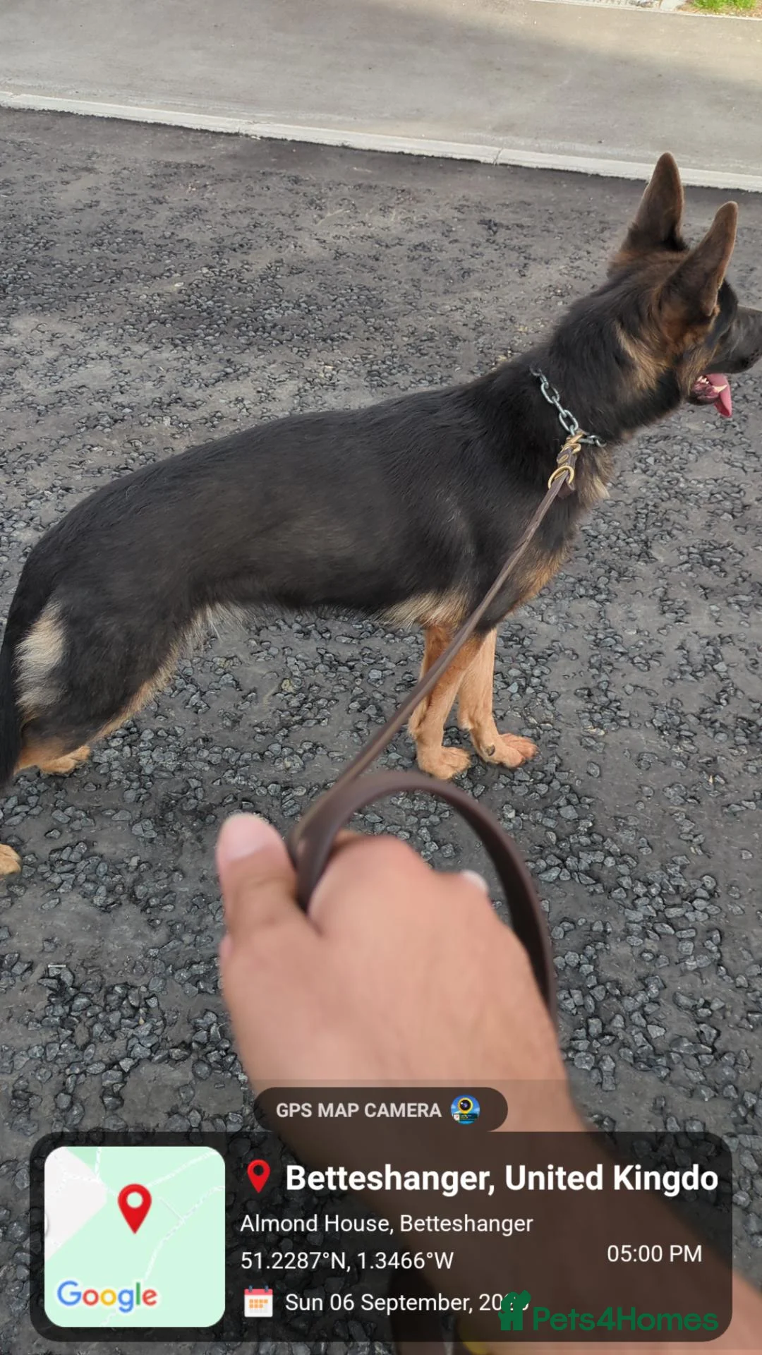German Shepherd dogs for sale: Molly - Advert 1