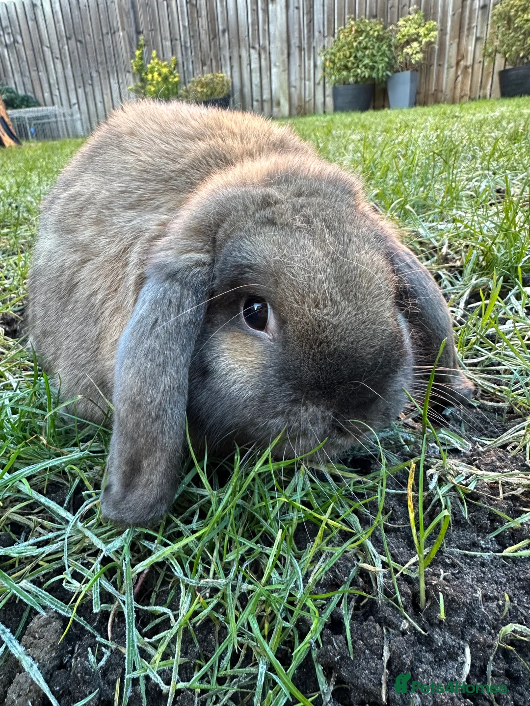 French Lop rabbits for sale: Beautiful French Lop Rabbits For Sale  - Advert 6