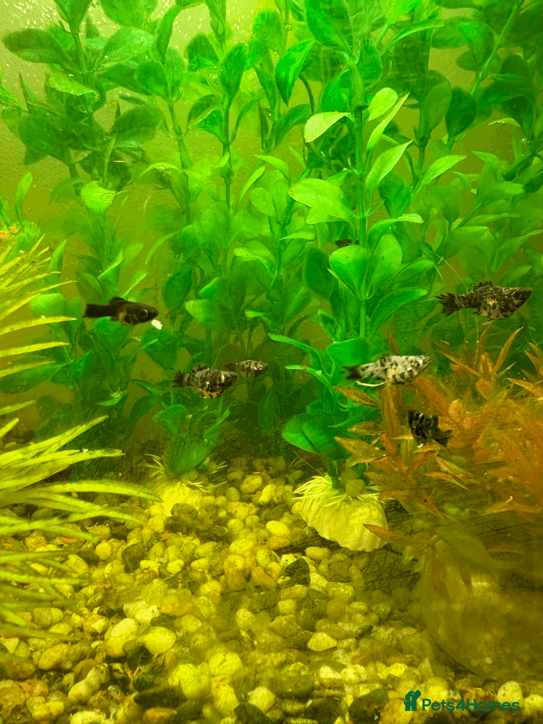 Mollies fish for sale: Black and white spotted mollies in Nottingham - Advert 1