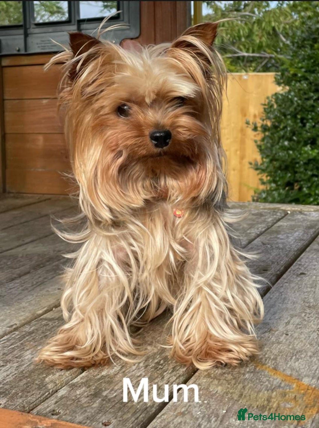 Yorkshire Terrier dogs for sale: One Yorkie left!! Kc registered  - Advert 8