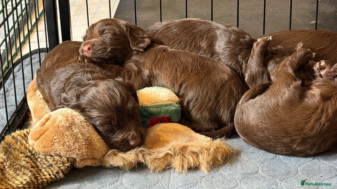 Sprocker dogs for sale: Sprocker Pups - Advert 1