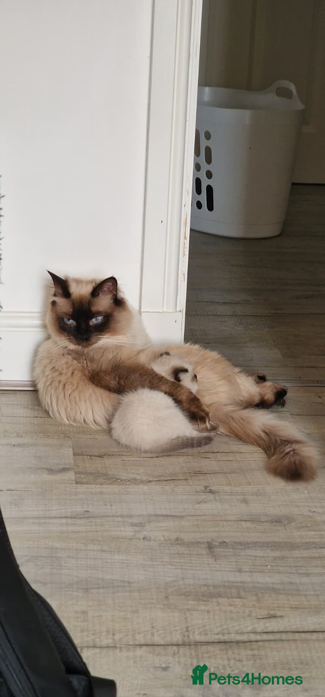Ragdoll cats for sale: Beautiful purebred Ragdoll kittens  - Image 12