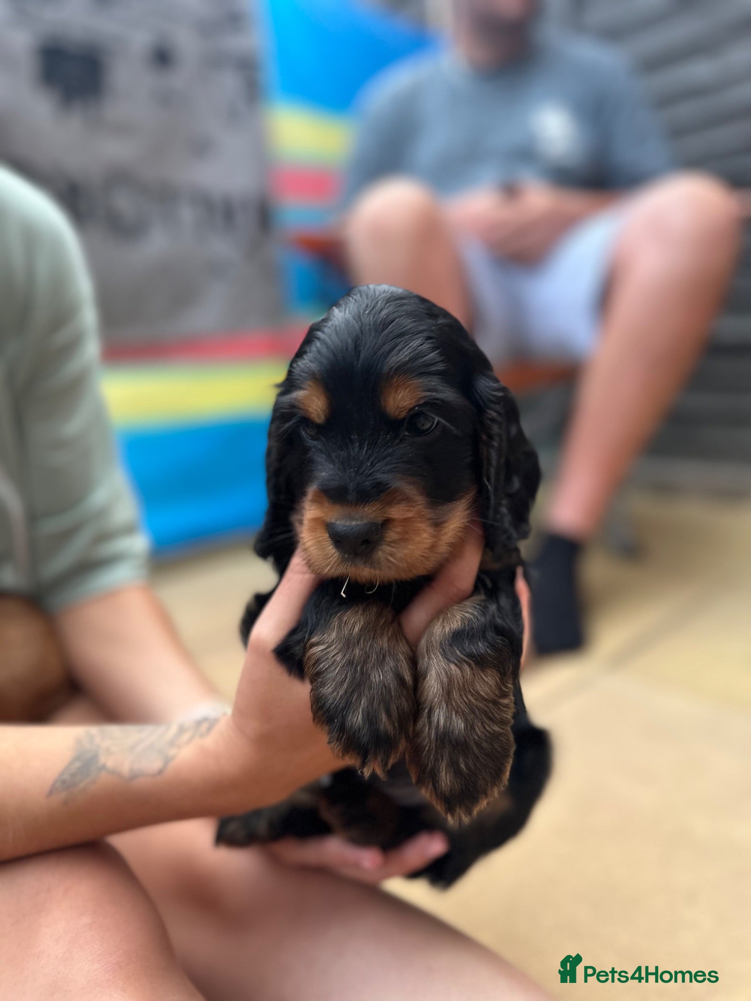 Cocker Spaniel dogs Show Cocker spaniel puppies - Advert 16