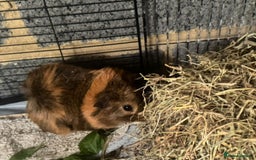 Guinea Pig rodents for sale: 3 male guinea pigs - Image 3