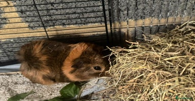 Guinea Pig rodents - Advert 4