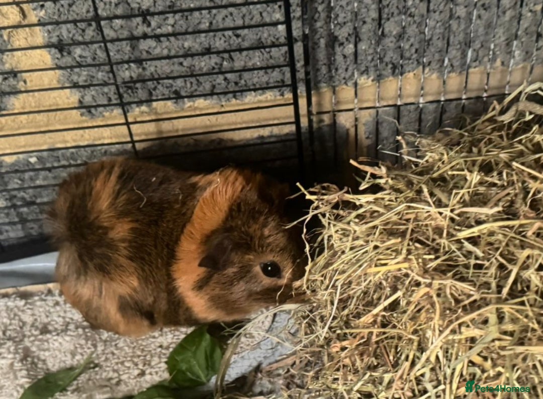 Guinea Pig rodents for sale: 3 male guinea pigs - Image 3