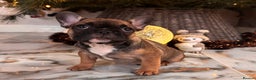 French Bulldog dogs for sale: Champion Sired last female Fawn French bulldog - Advert 33